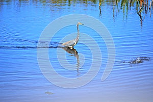 The Tricolored Heron sees the splash and heads for the area filled with fish