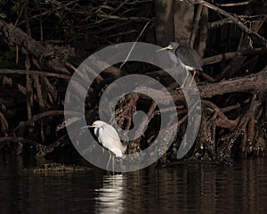 Tricolored heron and snowy egret at the edge of Chokoloskee Bay in Florida.