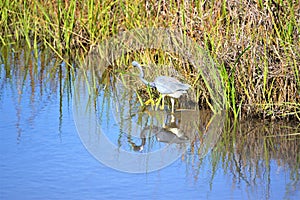 The Tricolored Heron spots a ripple and heads for what it expects to be fish
