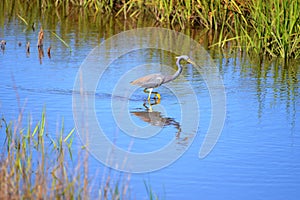 The Tricolored Heron spots a school of small fish just ahead