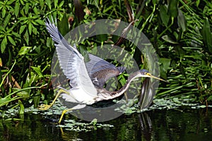 Tricolored Heron with spread wings on a Florida Lake.