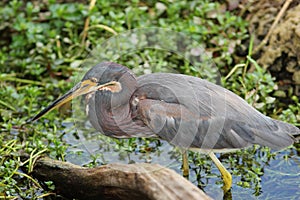 Tricolored Heron Stalking its Prey