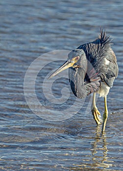 Tricolored Heron Stalking in Morning at Fort DeSoto Park, Florida