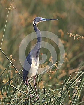 Tricolored Heron Standing in a Marsh
