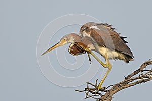 Tricolored Heron Standing On Top of Tree