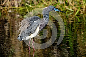 Tricolored heron standing in water