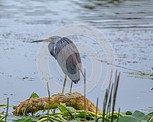 Tricolored Heron in Stillness; Cold Morning at Lake Seminole Park, Florida