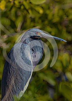 Tricolored Heron in Stillness; Looking at Merritt Island.National Wildlife Refuge, Florida