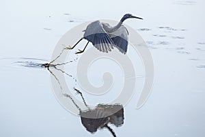 Tricolored heron taking off with wings outspread, Merritt Island