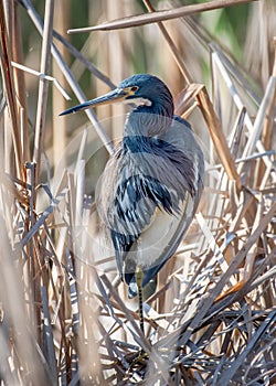 Tricolored Heron in a Texas Wetland