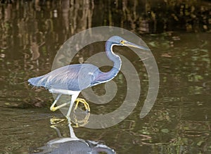 Tricolored Heron in a Texas Wetland