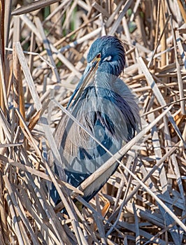 Tricolored Heron in a Texas Wetland