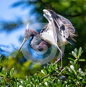 Tricolored Heron in a Tree