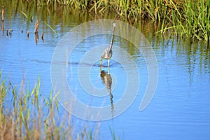 The Tricolored Heron uses its long neck to get a better view of what`s taking place in the water around him