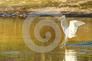 TriColored Heron V enice Florida