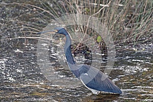 Tricolored Heron Wading