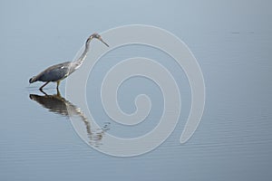 Tricolored heron wading in a pond at Merritt Island, Florida.