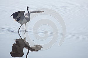 Tricolored heron wading with wings outspread at Merritt Island,