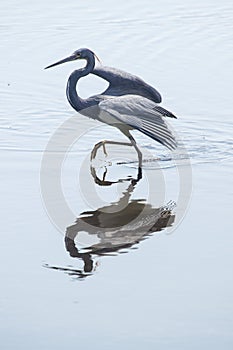 Tricolored heron wading with wings outspread at Merritt Island,