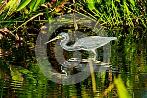 Tricolored Heron at Wakodahatchee