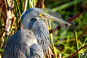 Tricolored Heron at Wakodahatchee