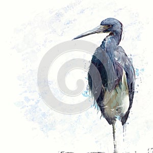 Tricolored Heron watercolor