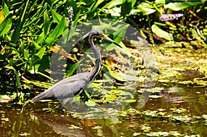 Tricolored Heron in Wetland