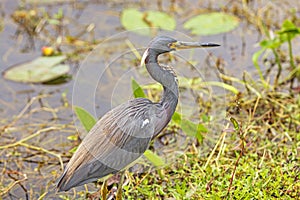 Tricolored Heron on a Wetland Pond
