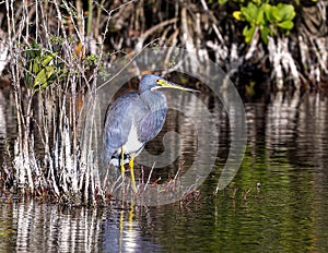 Tricolored heron in the wetlands beside the Marsh Trail in the Ten Thousand Islands National Wildlife Refuge.