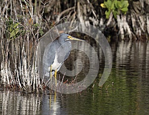 Tricolored heron in the wetlands beside the Marsh Trail in the Ten Thousand Islands National Wildlife Refuge.