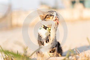 A tricolored kitten licks his paw. Cutie. He lost one eye. A homeless animal. Traumatized