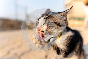 A tricolored kitten licks his paw. He lost one eye. A homeless animal. Traumatized. Close-up