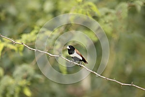 Tricolored munia on a twig, Lonchura malacca