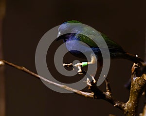 The Tricolored Parrotfinch, Erythrura tricolor is a species of estrildid finch