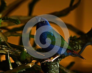 The Tricolored Parrotfinch, Erythrura tricolor is a species of estrildid finch