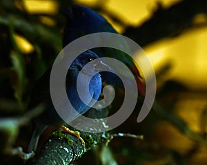 The Tricolored Parrotfinch, Erythrura tricolor is a species of estrildid finch