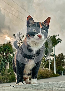 Tricolour cat with green eyes