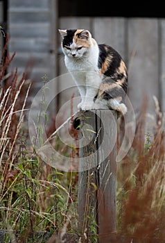 Tricolour cat sat on wooden post in yard looking for prey