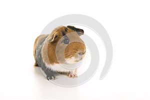 Tricolour guinea pig seen from the front on a white background