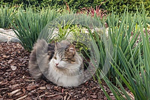 tricolour longhair tabby cat sitting on bark mulch in ornamental garden