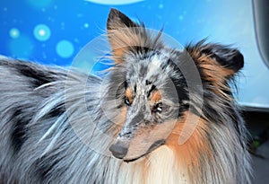 A tricolour rough collie