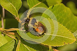 Tricoloured bumblebee sitting on a leaf