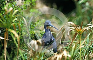 Tricoloured Heron, egretta tricolor, Adult camouflaged amongst Vegetation, Florida