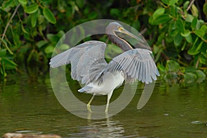 Tricoloured Heron