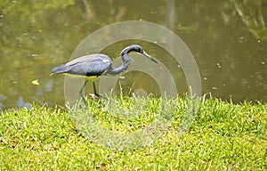 Tricoloured heron