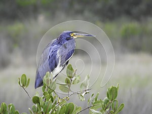 Tricoloured Heron Perched