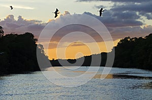 Tricoloured Herons in Silhouette