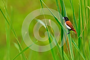 Tricoloured munia, Lonchura malacca,estrildid finch, native to India and Sri Lanka. Bird in the march water grass habitat. Wildlif