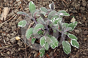 Tricoloured sage is beautiful and healthy