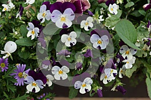 Tricoloured Viola flower Arrangement
